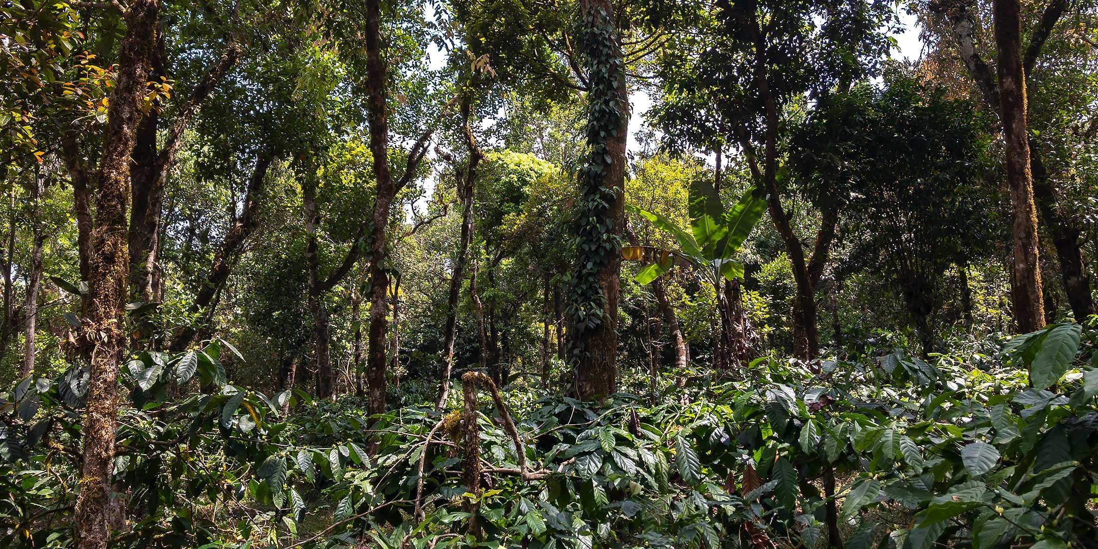 A spice, tea and coffee garden, a veritable paradise of biodiversity in the Western Ghats of Karnataka A spice, tea and coffee garden, a veritable paradise of biodiversity in the Western Ghats of Karnataka